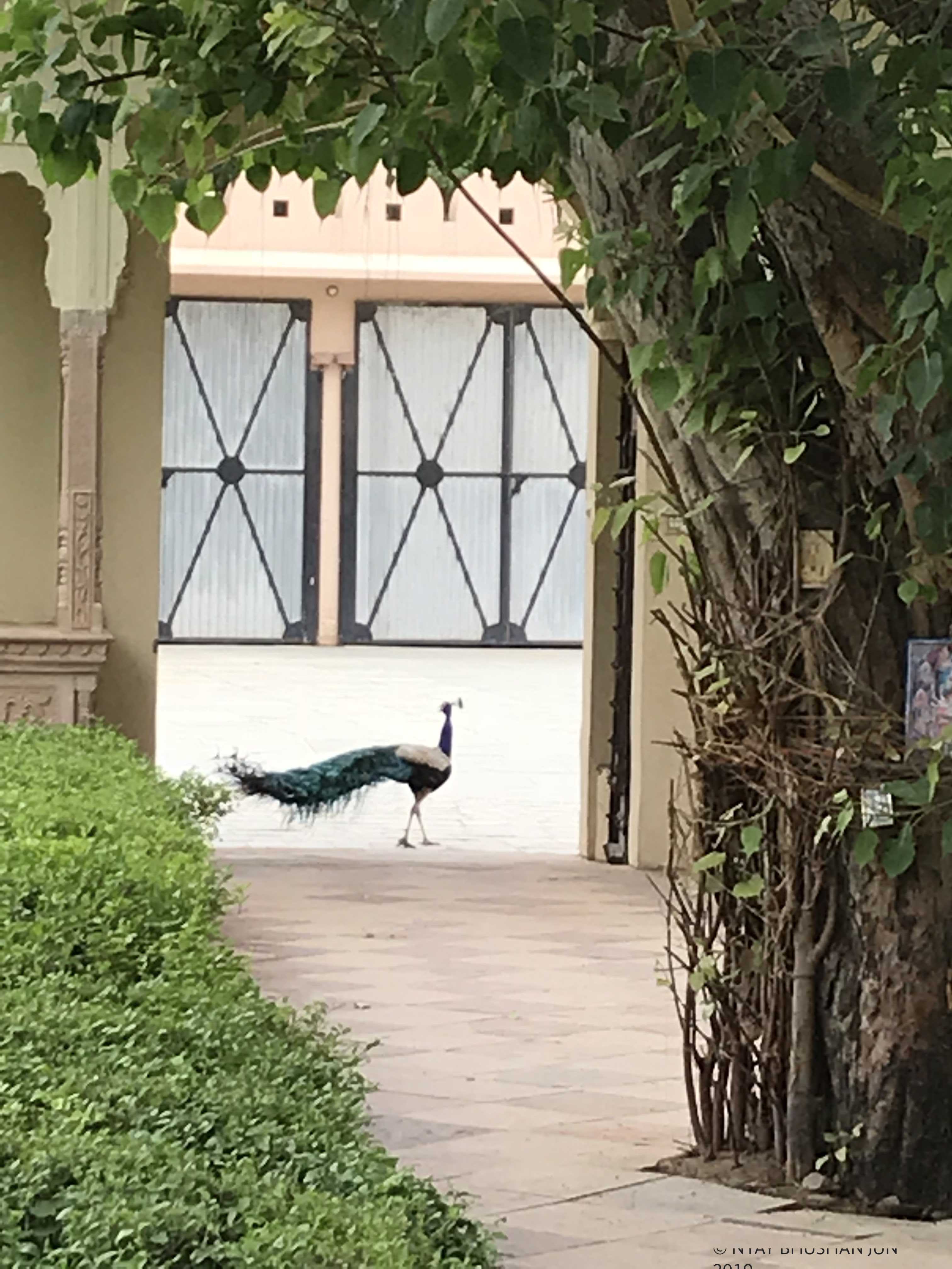 Alsisar Mahal Rajasthan - Peacock near the swimming pool